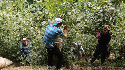 Fındık üreticileri dikkat! Ordu'da fındık işçi yevmiyesi ve diğer ücretler belli oldu