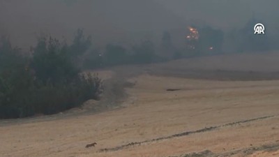 Bilecik Kızılöz Köyü'nde alevlerden kaçan tilki görüntülendi