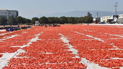 İzmir'de kuru domates mesaisi