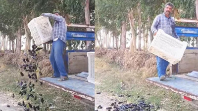 Mersin'de patlıcanları yere döken üreticiye 17,2 milyon liraya kadar ceza