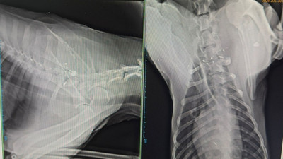 Havalı tüfekle vurulan köpek felç kaldı! O anlar kamerada