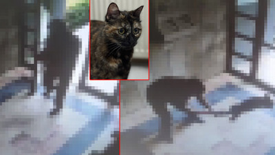 Başakşehir'de kediye işkence: Cani gözaltına alındı