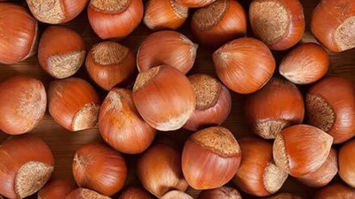 2025-2026 sezonu fındık alım fiyatları belli oldu: Giresun kalite 200; levant kalite 195 lira