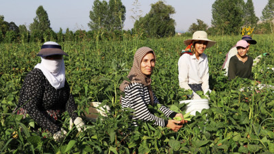 Gevaş fasulyesi girişimci kadınların eliyle değerleniyor