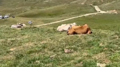 Kars ve Ardahan'da görülen sap hastalığı halkı tedirgin ediyor