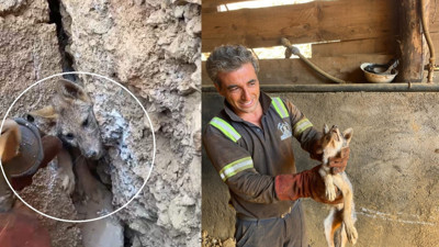 Kaya çatlağına sıkışan tilkiyi işçiler kurtardı