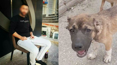 Köpeğin kulağını kesip, işkence yapan şüpheli tutuklandı