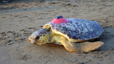 Uydu cihazıyla izlenen caretta caretta "Tuba" ikinci dünya turuna salındı