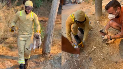 Orman ekipleri Çanakkale yangında kaplumbağa ve köpek yavrusunu kurtardı