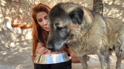Sokak köpeği Duman obez olmuştu! 6 ayda spor ve sıkı bir diyetle 20 kilo verdi!