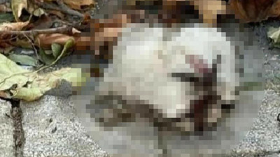 Turgutlu'da sokakta kedi başı bulundu iddiası