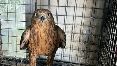 Erzurum'da Kızıl Şahin Doğaya Salındı