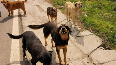 İstanbul Valiliği'nden sahipsiz sokak köpekleri açıklaması!