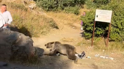 Kucağında bebekle ayı saldırısına uğradı