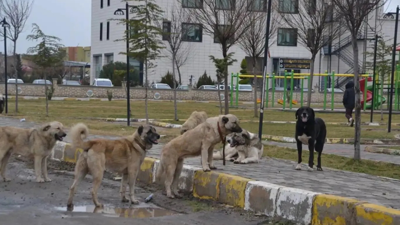 Sahipsiz köpeklerden kaçarken aracın altında kaldı