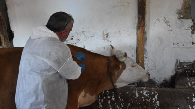 Gümüşhane'de Şap Hastalığıyla Mücadele Devam Ediyor