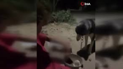 Ankara’da bir kişi köpeğine alkol içirdi