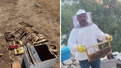 Kahramanmaraş'ta ayı kovanları parçaladı! 100 bin TL'lik zarara uğrattı