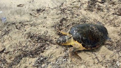 Edirne'de Yaralı Caretta Caretta Tedavi Altına Alındı