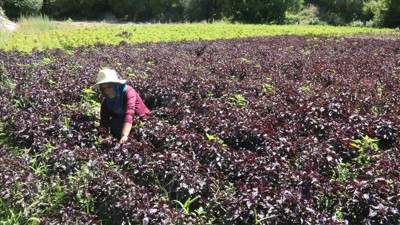 Arapgir'in Tescilli Mor Reyhan ve Köhnü Üzüm Hasadı Devam Ediyor