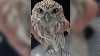 Karapınar'da bulunan yaralı baykuş koruma altına alındı