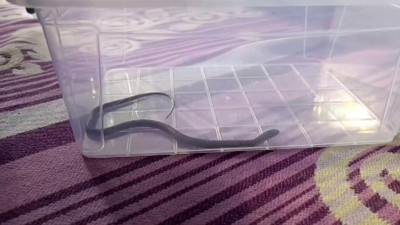 Diyarbakır’da 4’üncü kattaki bir evin çocuk odasına yılan girdi