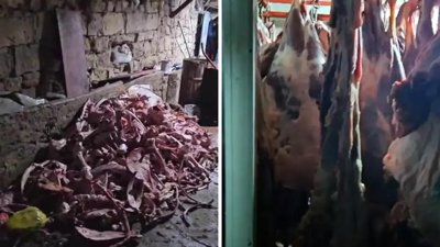 Kayseri’de bir ahırın içinde 1,5 ton mühürsüz ve uygunsuz et tespit edildi