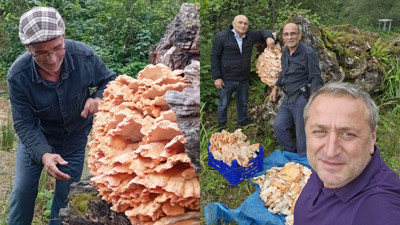 Rize'de ormanda gezintiye çıkan 3 arkadaş ağacın üzerinde kilolarca mantar buldu