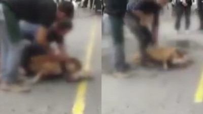 Gaziosmanpaşa’da ağızlıksız gezdirilen pitbull başka köpeğe saldırdı