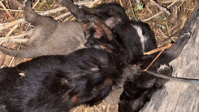 Ölü bulunan 4 köpek yavrusunun gizemi çözüldü