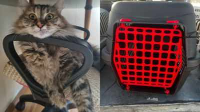 Tunus dönüşü uçakta kaybolan kedi için suç duyurusu