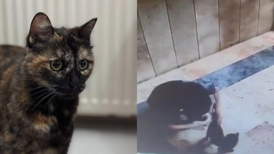 Başakşehir'de kedi Cezve'yi işkenceyle öldüren sanığa 3 yıl 8 ay hapis cezası