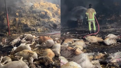 Mudanya'da ahır ve samanlık yangını! 170 hayvan telef oldu, o anlar kamerada