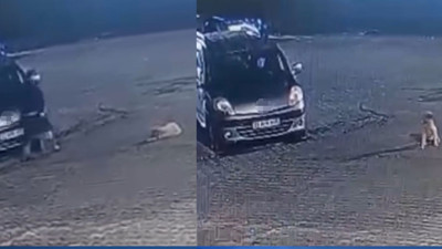 Aracıyla üzerinden geçtiği yavru köpek can verdi