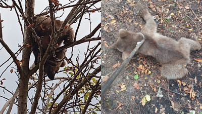 Ağaca çıkan yavru ayı mahsur kaldı