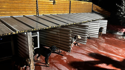 Emniyet güçleri köpeklere işkence eden şahıs için harekete geçti