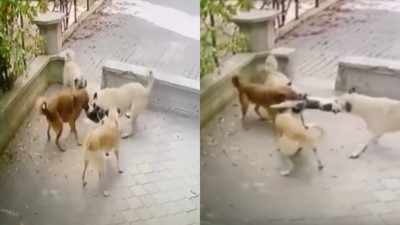 Başıboş köpek sürüsü kediye saldırdı! O anlar kamerada