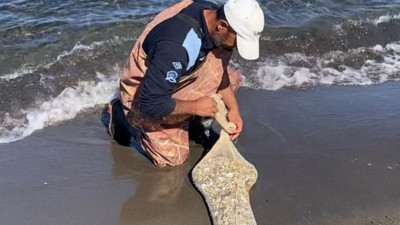 Samsun'da, kaçak yolla avlanan yaklaşık 1 ton kum şırlanı ele geçirildi
