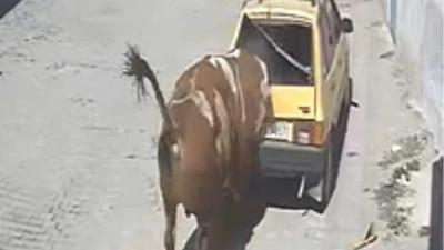 Ahırdan kaçan kızgın boğa, hırsını otomobilden çıkarttı