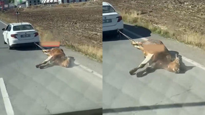 Ağrı'da bir şahıs ineğini arabasının arkasına bağlayıp sürükledi! Gerekçesi şaşkına çevirdi