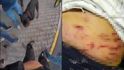 Mersin'de Rottweiler cinsi köpek dehşet saçtı! Önce kadına ardından motokuryeye...