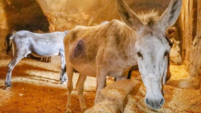 Mardin’de çöp taşıyan kadrolu eşekler emekli oluyor! Artık yerlerine elektrikli paletli araçlar gelecek