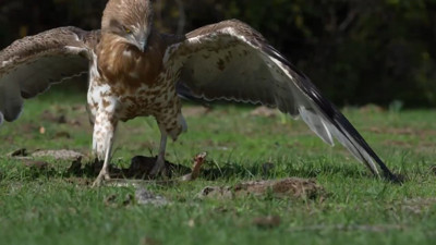 Yılanı yakalayan kartal böyle gövde gösterisi yaptı