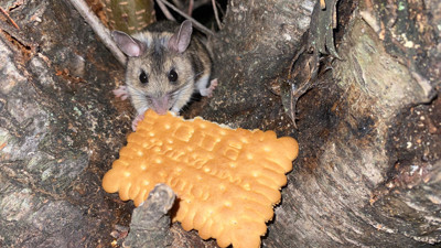 Nesli tükenmekte olan fareyi elleriyle besledi
