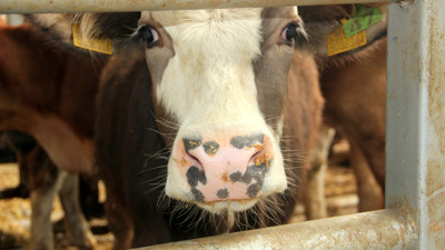 Mudurnu'da şap nedeniyle 18 köy ve 4 mahalle karantinaya alındı
