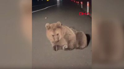 Yaralı bulunan bozayı, tedaviye alındı