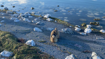Eğirdir Gölü'nde yaralı bulunan Güney Amerika balabanı koruma altına alındı