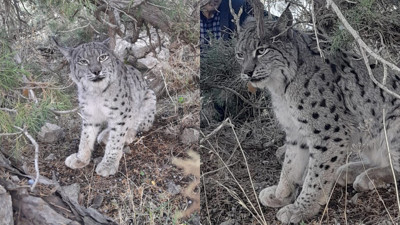 Van'da nesli tehlike altında olan vaşak görüntülendi