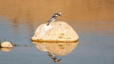 Adıyaman’da Alaca Yalıçapkını ilk kez görüntülendi