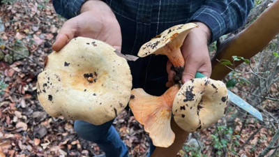 Bolu’da topladığı mantarları yiyen bir kişi zehirlendi